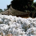 producteurs de coton