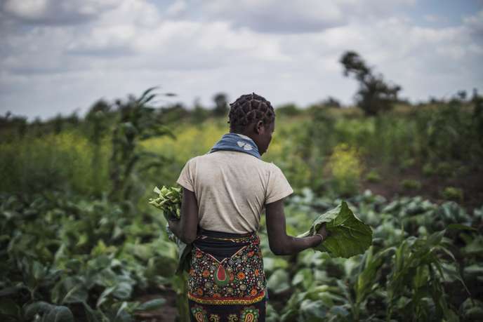 Agricultureagroécologie « En Afrique, les paysans qui pratiquent